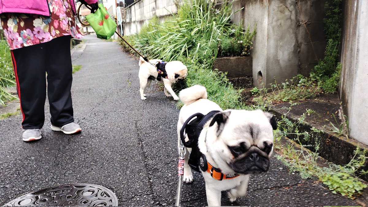 Isa7197's tweet image. おはようございます。
#pug #パグ