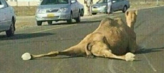 يعقوب. tweet media