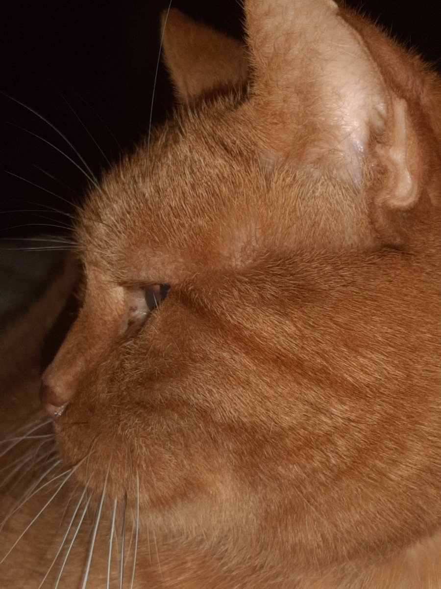 Roberta Morganti tweet media