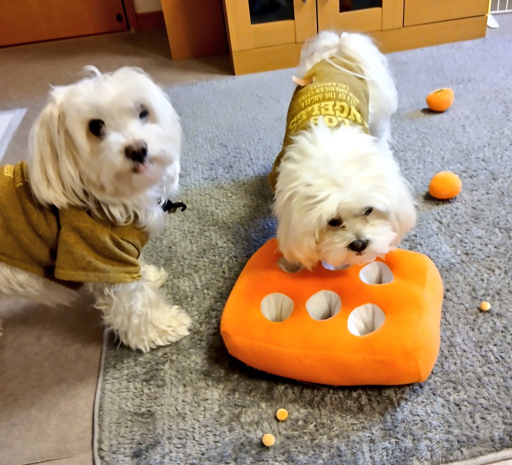 かこりん✨コンティニューキャリア/健康と仕事と人生と tweet media