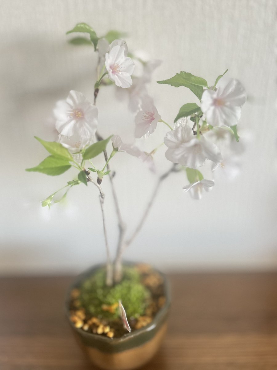 Pink ペンギン🐧 tweet media