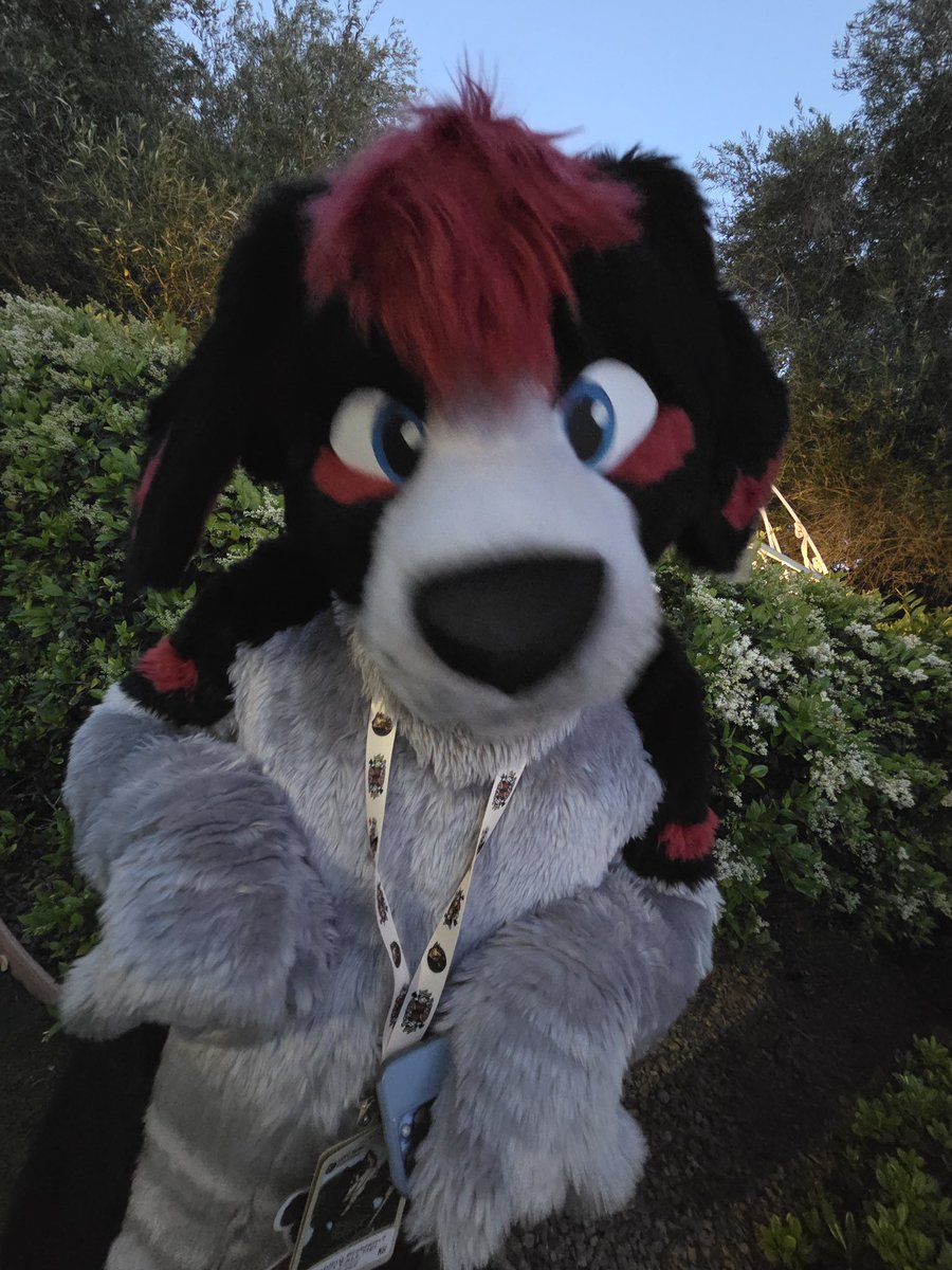 Apo11oPup's tweet image. I am just a ball of puppy CHAOS 🐶❤️🐶

#FursuitFriday