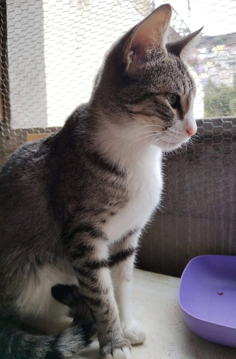 Rescate Animal tweet media