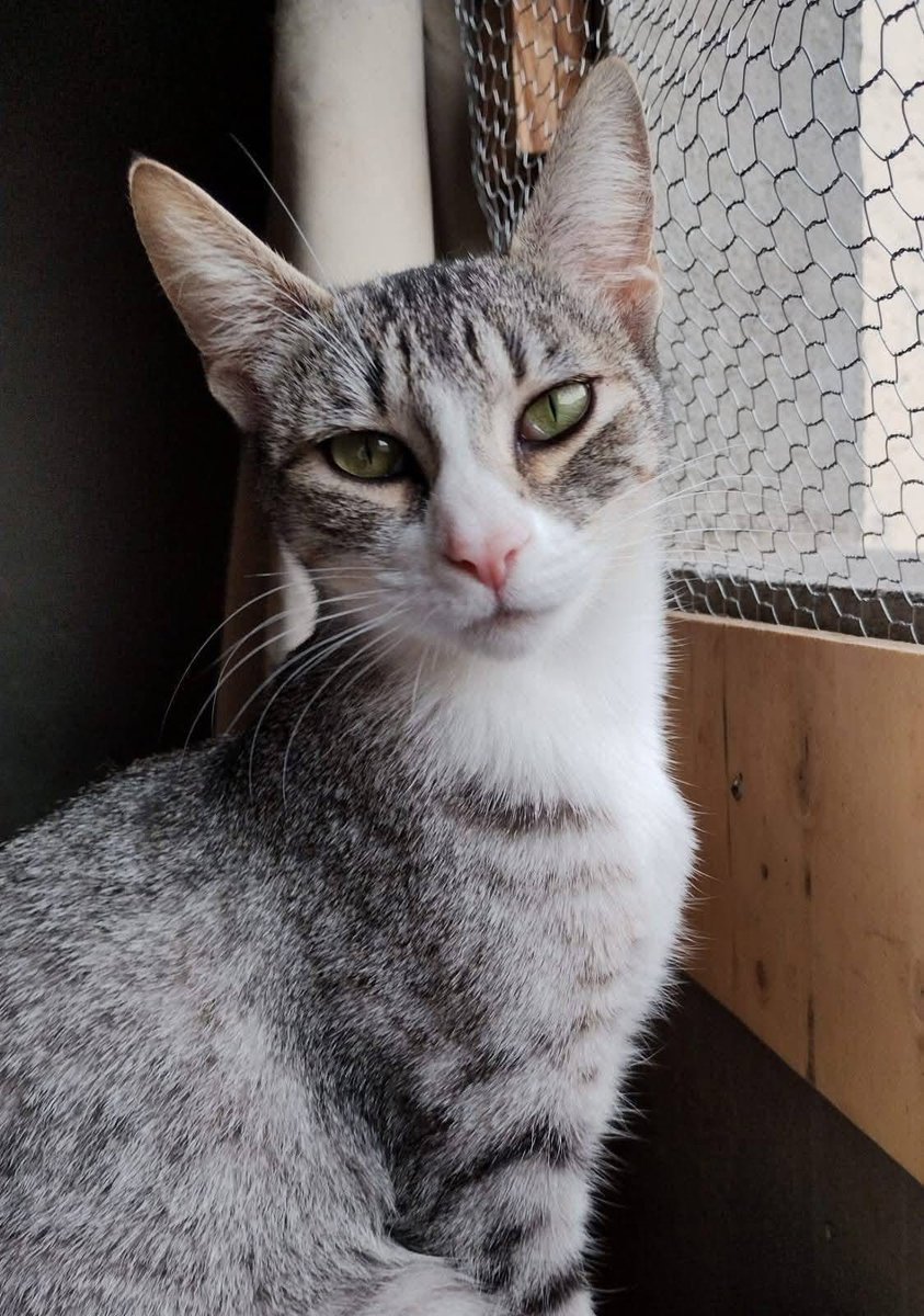 Rescate Animal tweet media