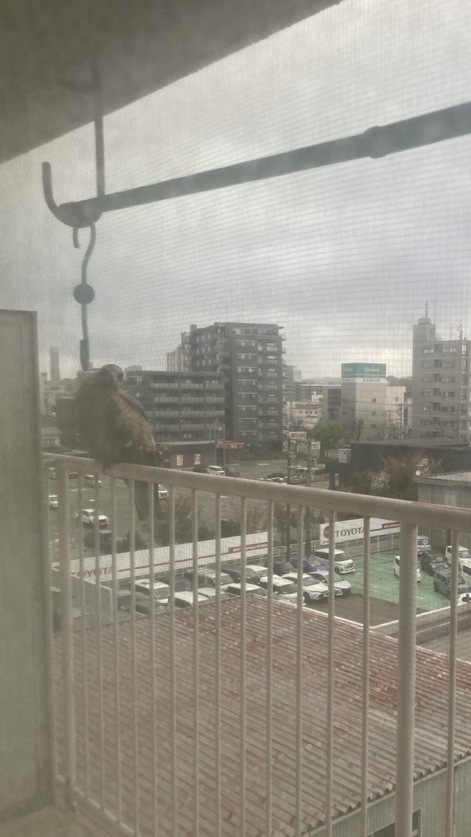 KOU-METAL🦊🤘次は5月京都橘🍊👿と聖飢魔II・新潟👿 tweet media