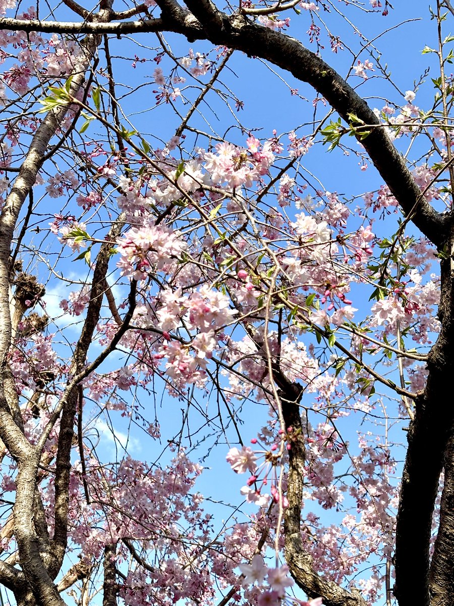 FPこみなみ@note5100スキ達成!執筆・講師 tweet media