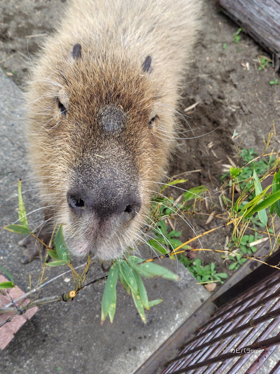 くららん tweet media