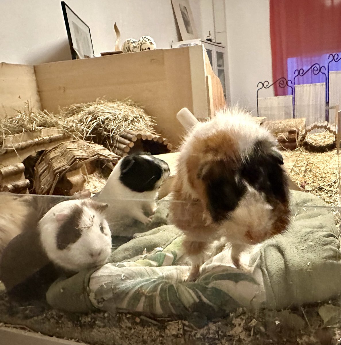 Anna Rebella, the woman, the myth, the legend tweet media