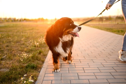 GreenPawsChi's tweet photo. Living in a busy city means sharing sidewalks with neighbors, cyclists, wildlife, &amp; other pets. For dog owners, it also means paying special attention to Chicago leash laws to keep pets safe and avoid hefty fines. Learn more about leash laws in Chicago: https://t.co/LofuAdOb4I https://t.co/Fpow5lS5Rp