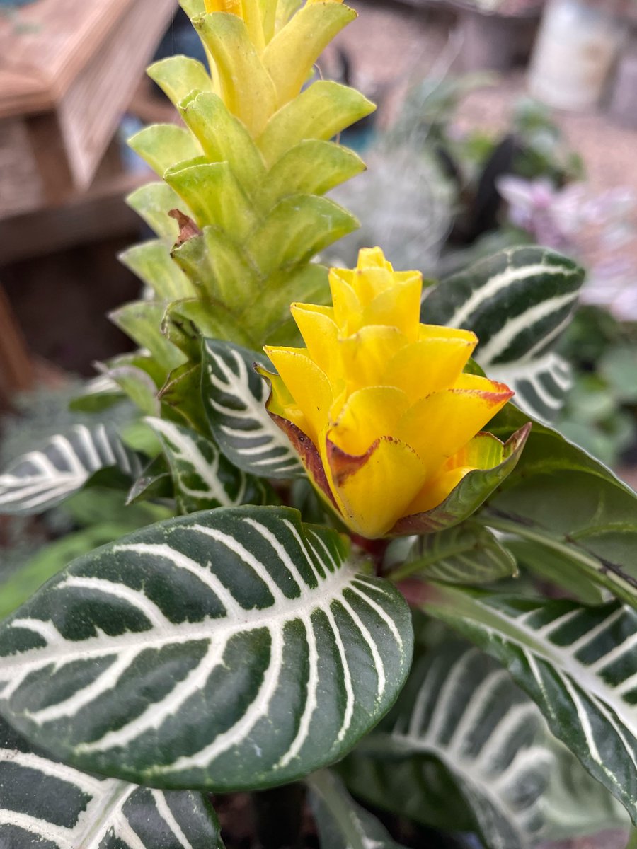 Zack 𓂀 tweet media