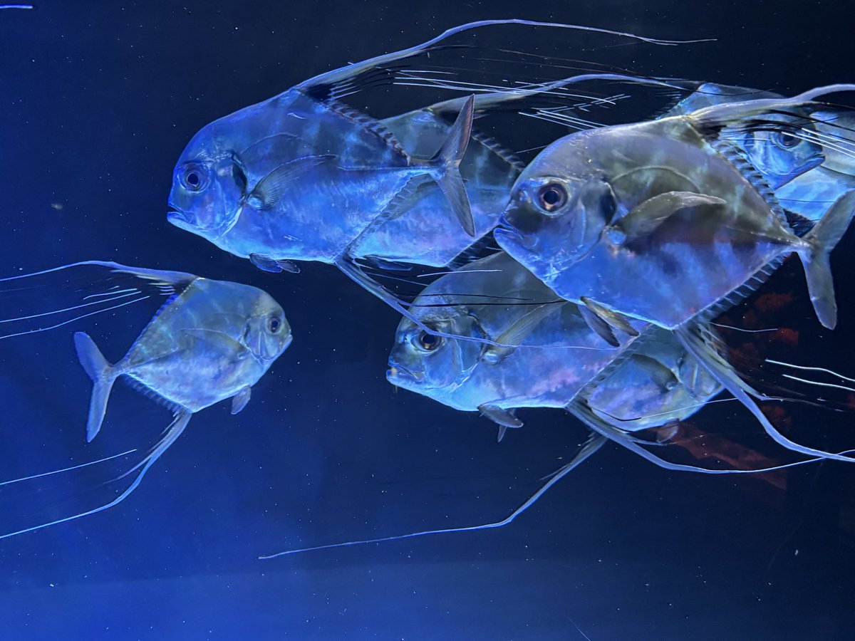 みか＠キャンプ好き tweet media