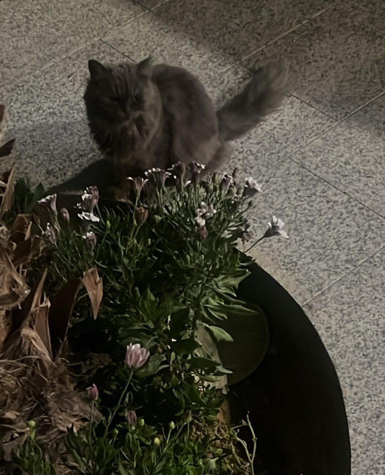 cold73x's tweet photo. 🪻🐈‍⬛.. https://t.co/zcT3U7fLG0