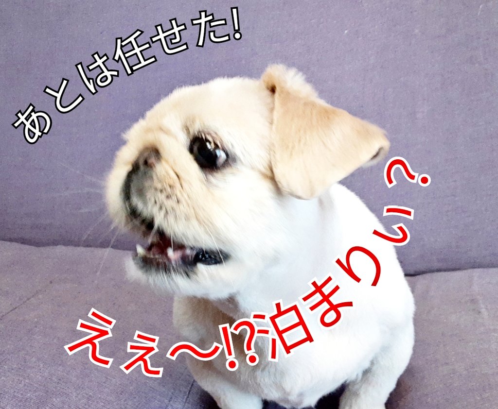 25周年｜おもちゃのGEN【奇跡のおじさん】藤原幻🐶😽 tweet media