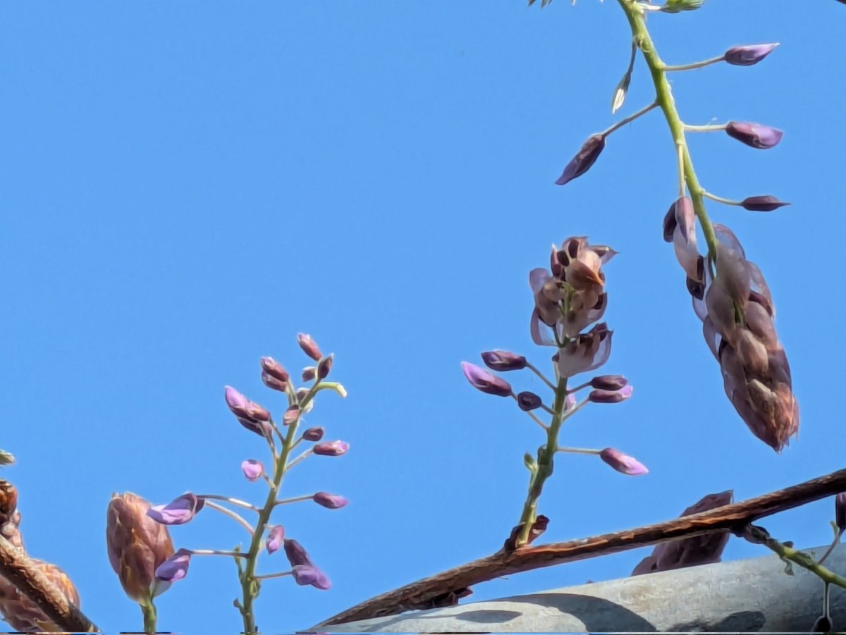 瑞雲ziun ELD55 tweet media