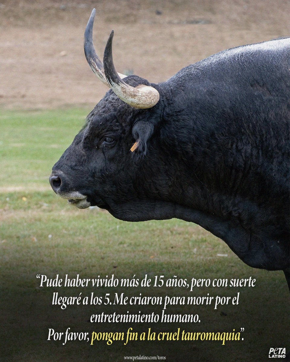 PETA Latino tweet media