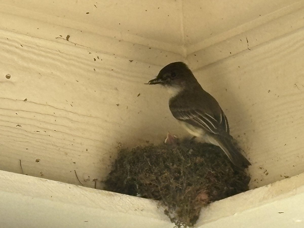 Dr. Ava Williams tweet media