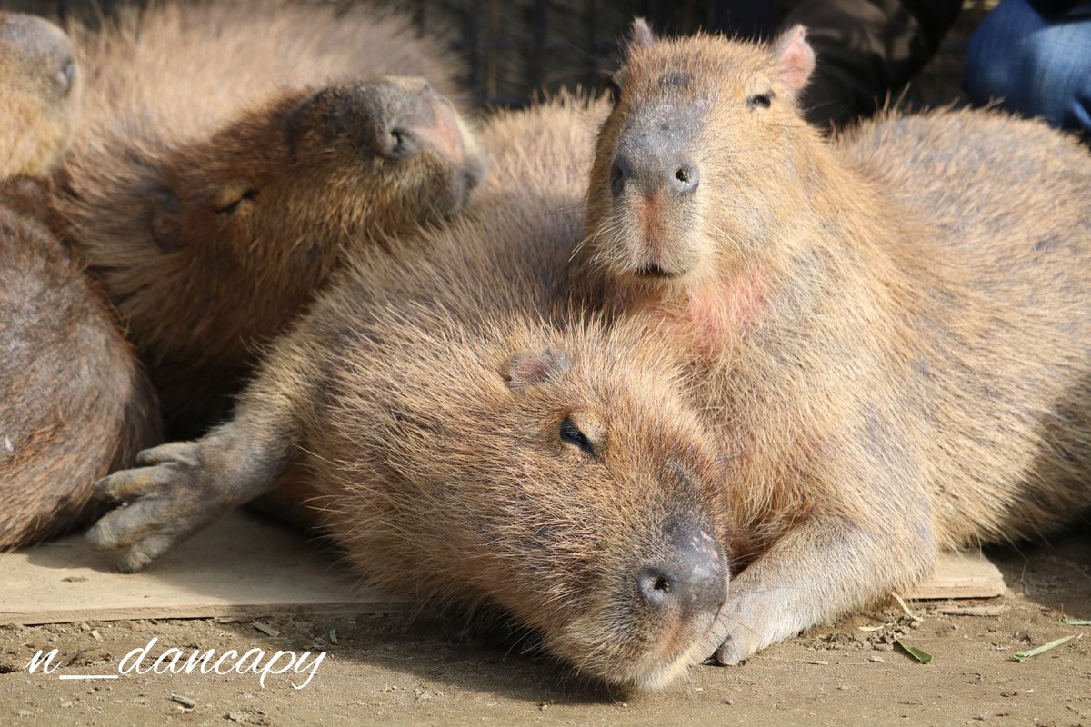 メンタコ旦 tweet media