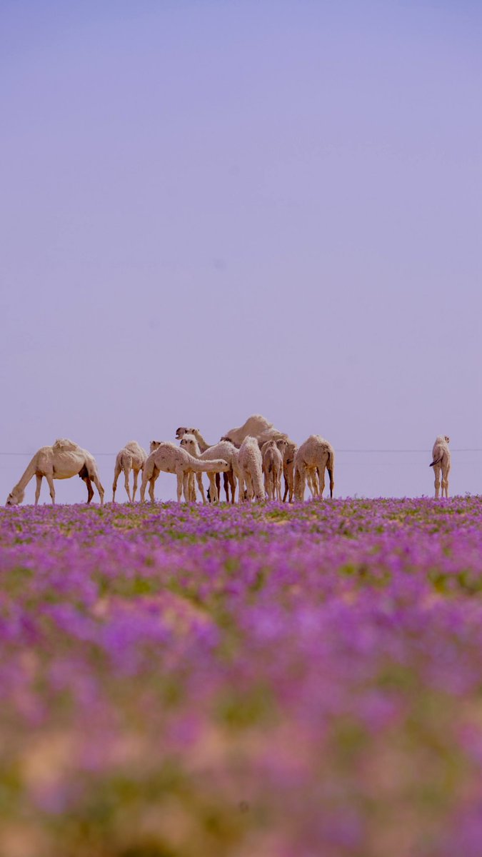 ثقافة وفنون الحدود الشمالية tweet media