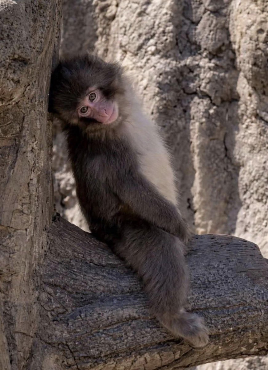 ANIMALIA tweet media