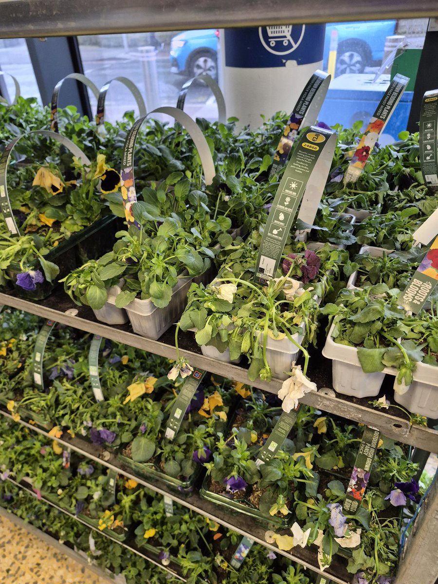 Maeve Flanagan tweet media