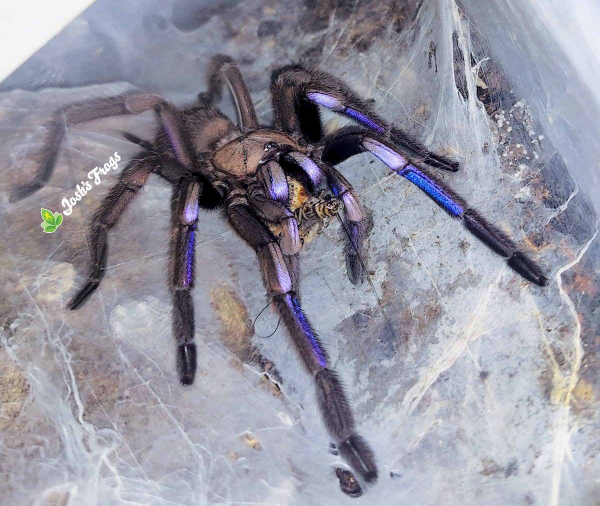 Josh's Frogs tweet media