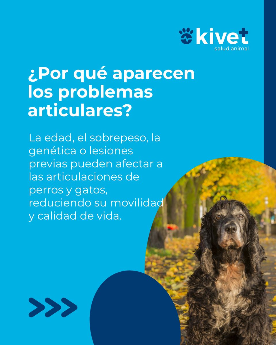 Kivet_'s tweet photo. Los problemas articulares en perros y gatos pueden aparecer por diferentes motivos. El envejecimiento es uno de los más frecuentes, pero también influyen factors como la genética, el sobrepeso, el crecimiento rápido en animales jóvenes o lesiones previas.

https://t.co/iX8WmaIDhV https://t.co/i3W1eoPMTB