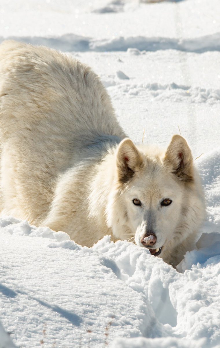 WOLFSanctuaryCO's tweet image. We have so many birthdays, we can hardly keep up!
Trigger celebrated his 12th birthday yesterday. Zakai turns 8 today, and Ashima turns 9 tomorrow! Join the April HOWL-ebration here! ✨🎉 wolfsanctuary.donorsupport.co/page/April-bir…

#wolfdog #wolves #NoCo #FortCollins #wolfsanctuary