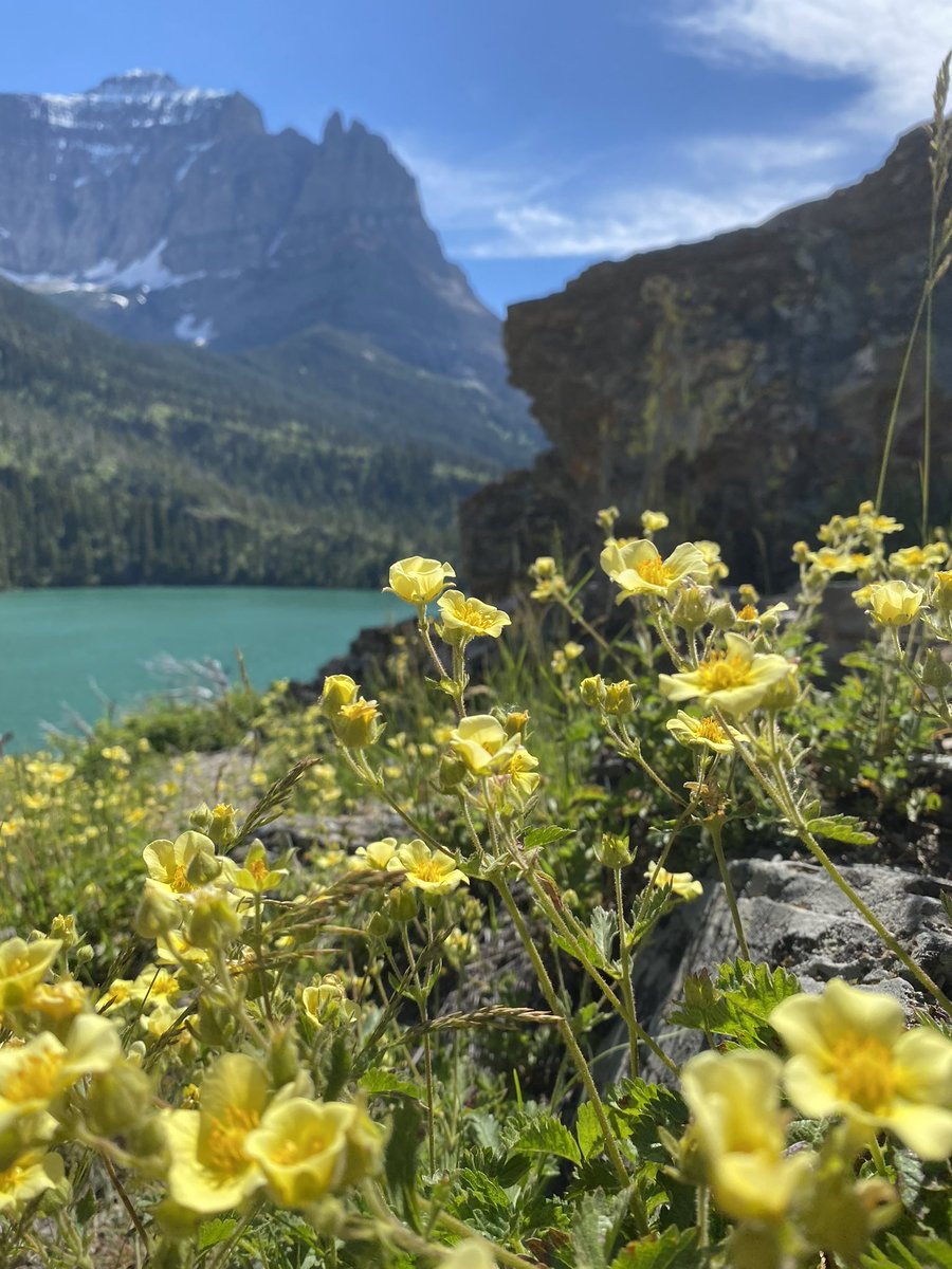 Scarlett Vervain tweet media