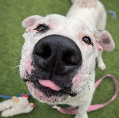 sfspca's tweet photo. This 10-month-old Pittie mix is certainly made of sugar, spice, and everything nice! 

Much like her name, Sugar is the sweetest girl around, absolutely loves people, and coming up to say hi.

Meet her today! https://t.co/LP8ZbP8kTb

#AdoptDontShop 🐾 https://t.co/2DuMhUpfrt