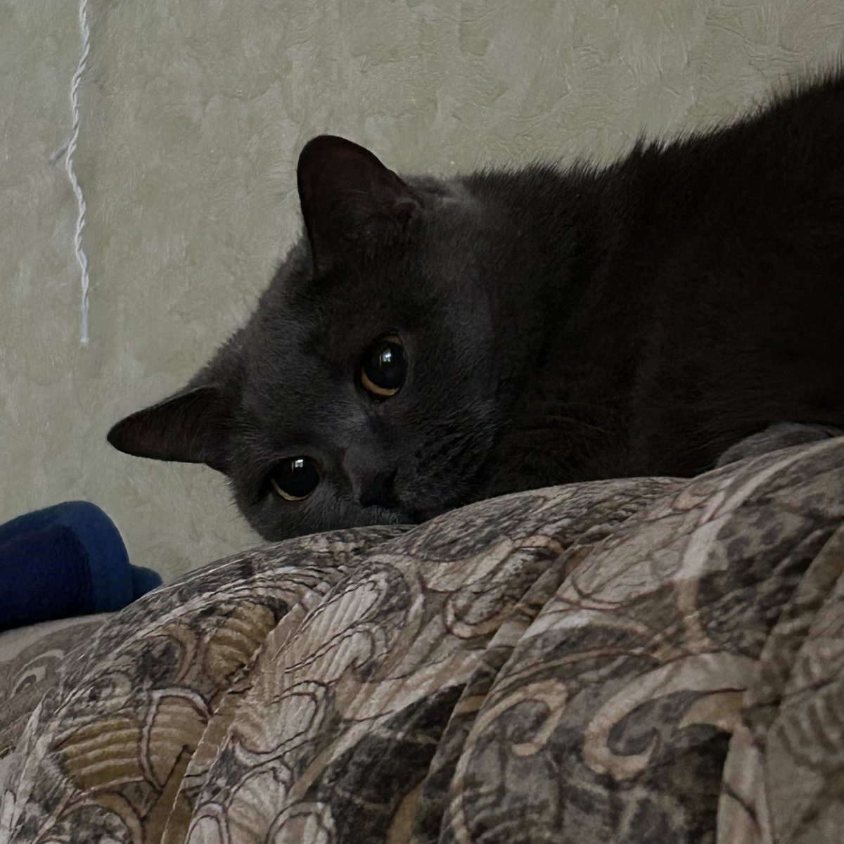 k | en-7 tweet media