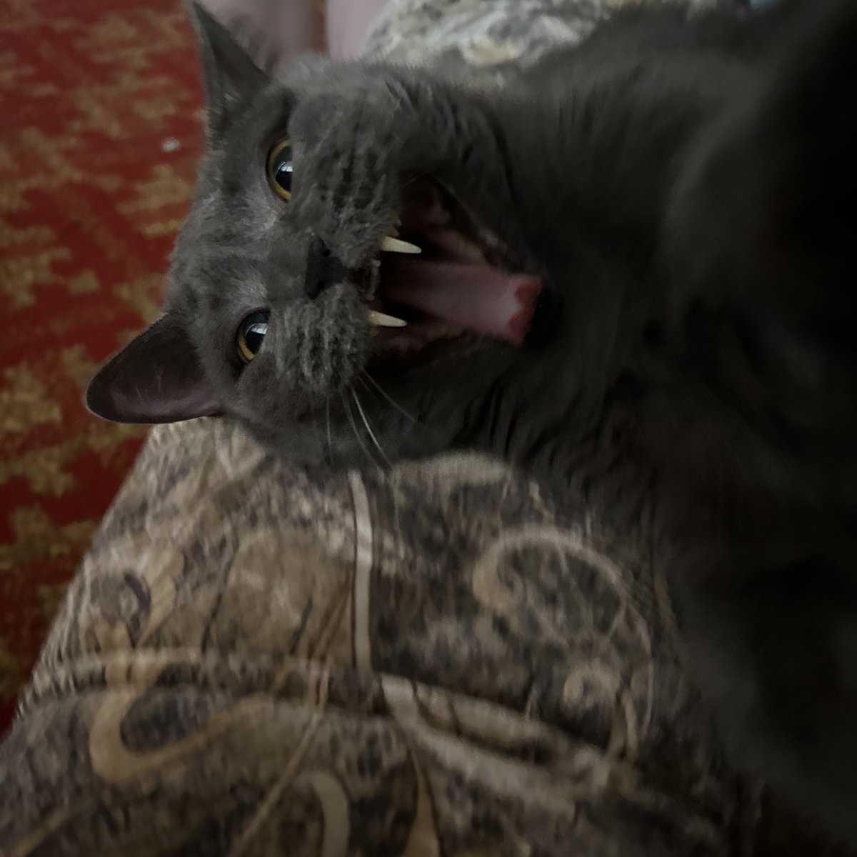 k | en-7 tweet media