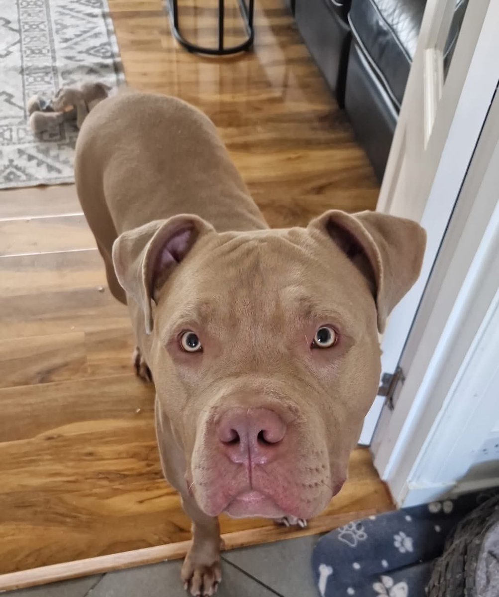 Help2Rehome Scotland tweet media