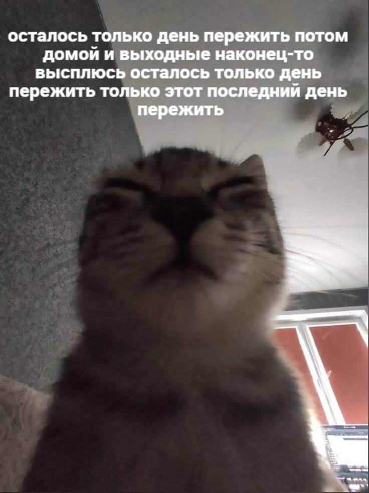 вишенка tweet media