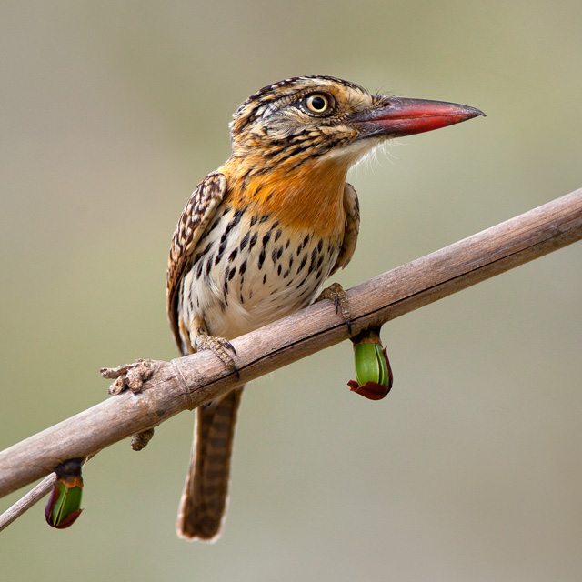 Aves do Brasil tweet media