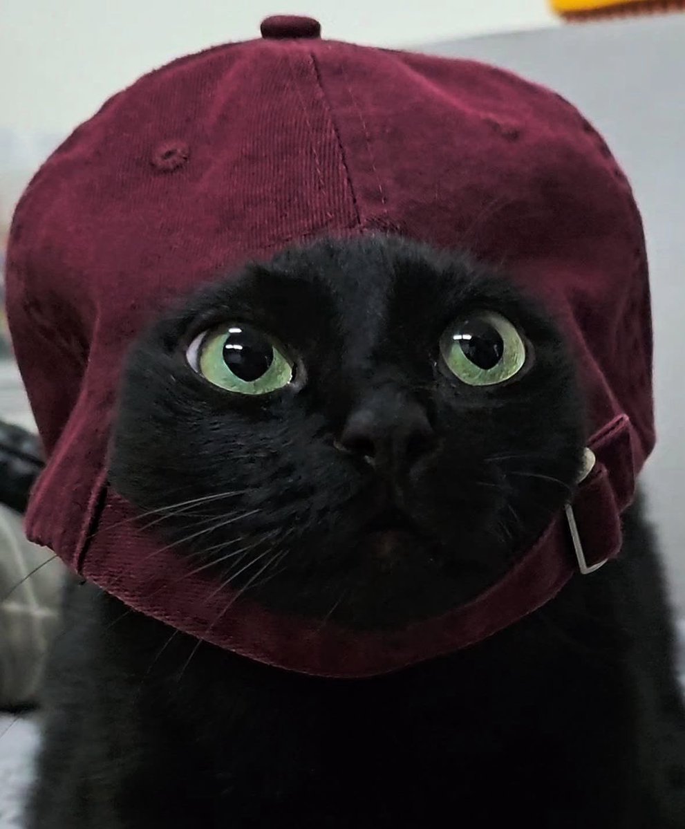 Black cats are not bad luck tweet media