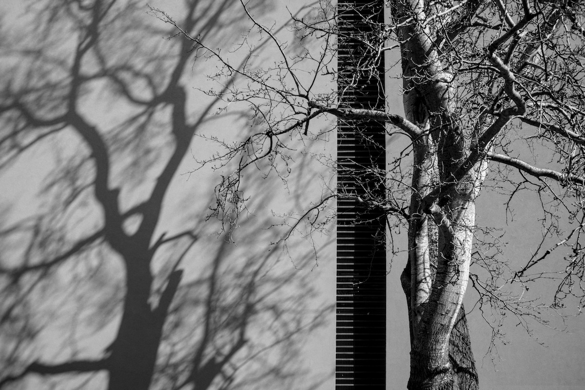 atomicbeecz's tweet photo. Strom / Tree #tree #blackandwhite #street #Brno #streetphotography #photo #photography #blackandwhitephotography #CzechRepublic #Czechia https://t.co/MKbKibp2NQ