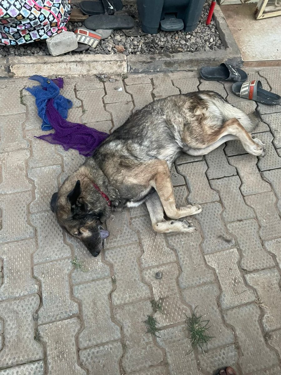 Thebigsol tweet media