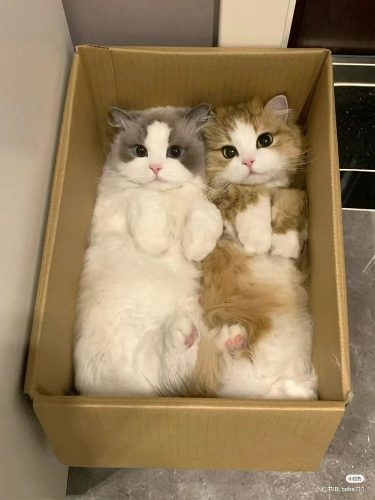 Cats all the way tweet media