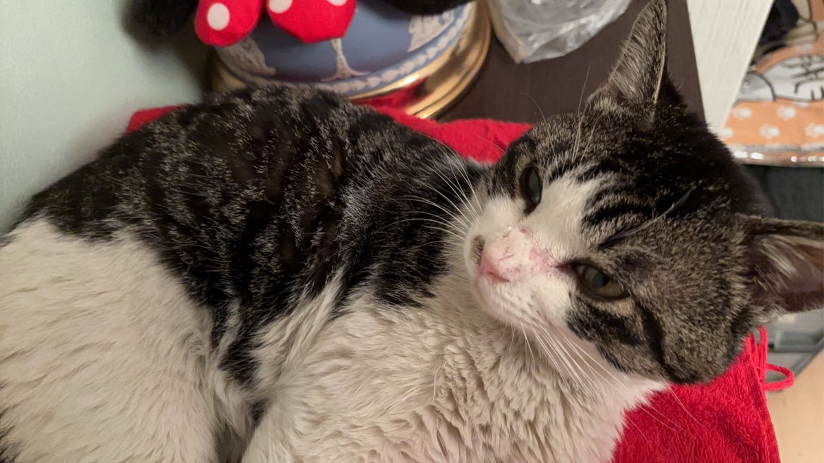 今日の保護猫ちゃん！

猫風邪を患っててクシュクシュしてるけど元気で食欲も有ります⸜(* ॑꒳ ॑* )⸝
無事に飼い主様に再会出来ますように....！！！

首輪無し去勢前の男の子
2歳前後だと思われます
とても人懐っこい仔です

栃木県宇都宮市泉町1-15
小料理まめ
にて保護しております