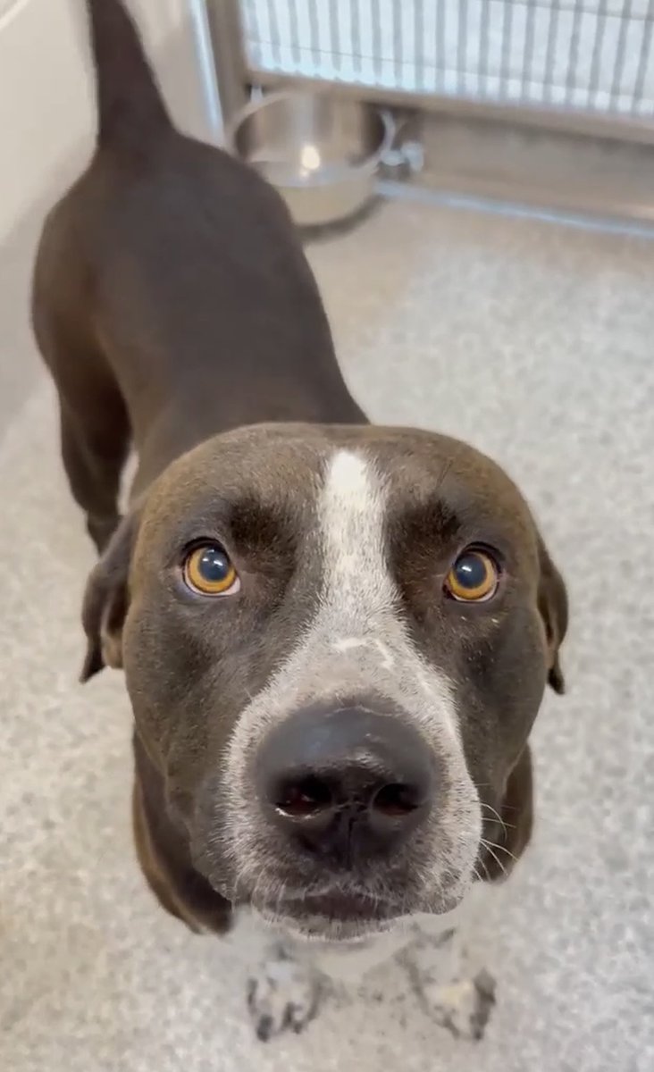 @PawsnTails4TX 🇺🇸🇺🇸🐾🐾 tweet media