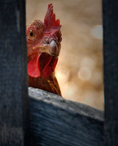 Alpine Cokatrix tweet media