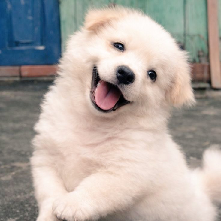 puppies video tweet media
