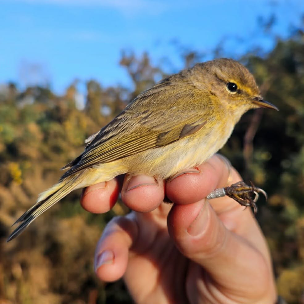 WaveneyBirdClub's tweet photo. Last week at Minsmere we recorded an interesting Chiffchaff with a UK ring from outside our group. Recovery data shows it was ringed in Warwickshire on the 26th May 2018 as an adult- making it atleast 7 years and 10 months old!
Thanks to @vikingoptical for the continued support. https://t.co/2s2iRYqQ3C
