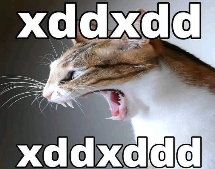 Zorua Chispitas tweet media