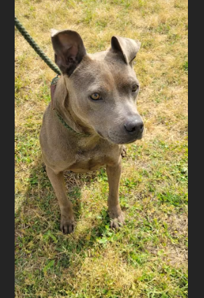 HollywoodDogs's tweet image. All of the kennels are full at the shelter in #Metter, #GA, and Babygirl-- a 1 1/2-year-old Pit Bull--is in urgent need of a forever home, a foster home, or rescue adoptapet.com/pet/47674693-m… #URGENT #PitBull #AdoptableDogofDay