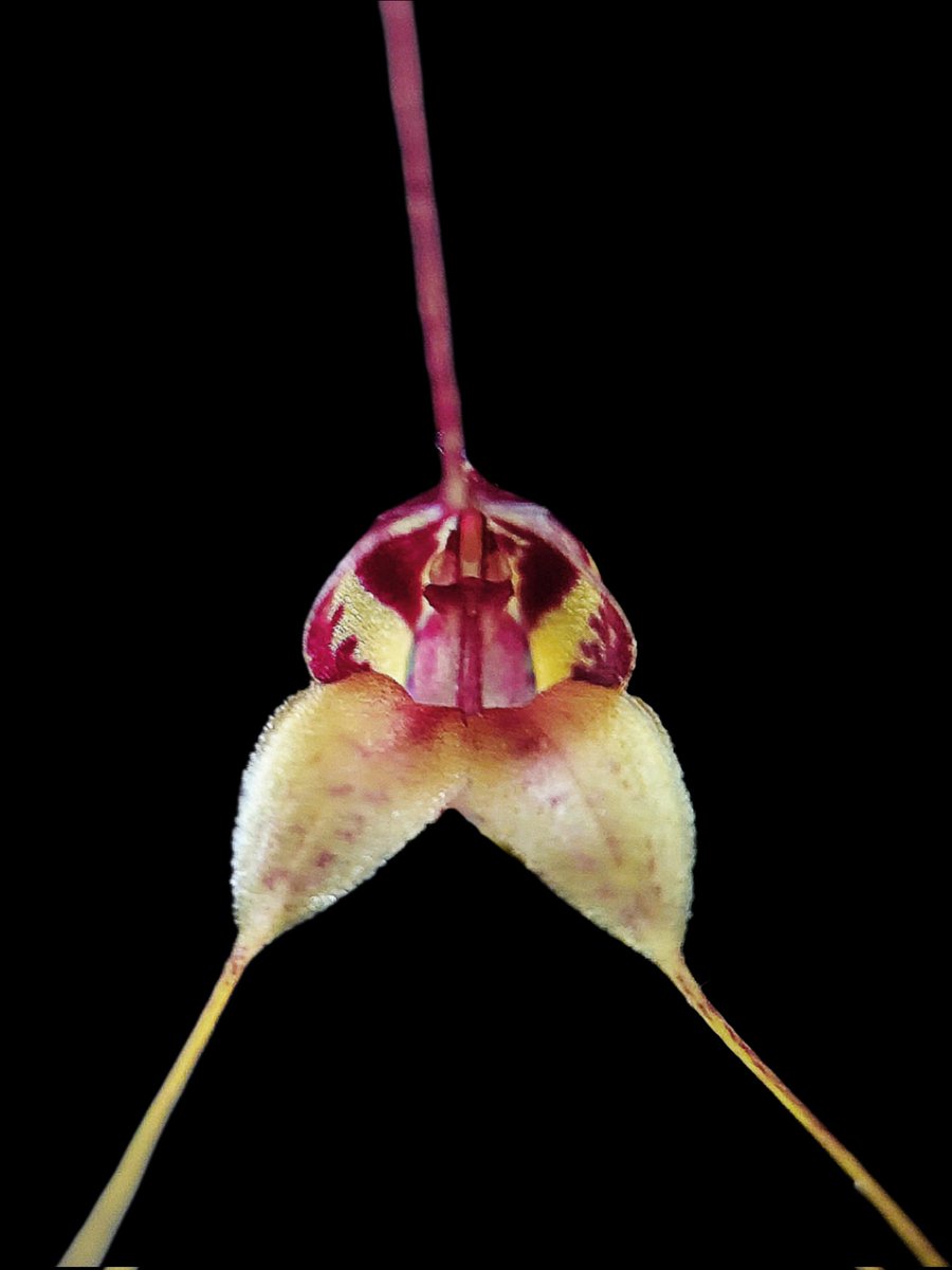 'Boothby' 🖖 tweet media