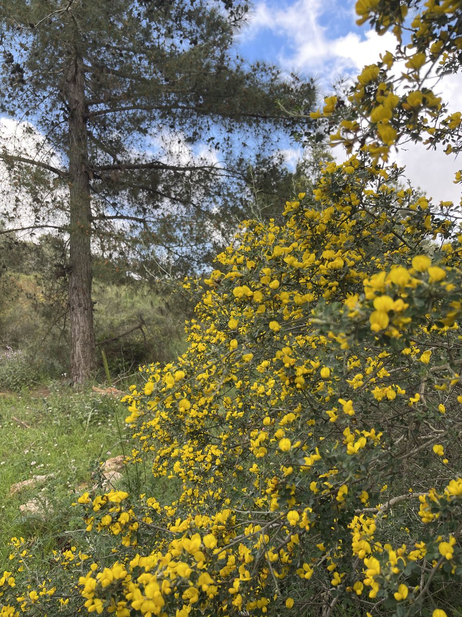 In spring’s quiet awakening, each bloom whispers of renewal and fleeting beauty. Nature paints without haste, yet leaves nothing unfinished—reminding us, as the proverb says, “Nature does not hurry, yet everything is accomplished.”
