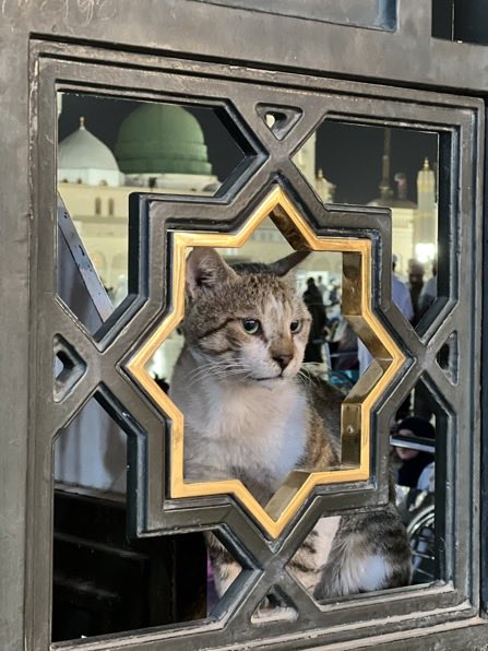 سعيد ابو نوره tweet media