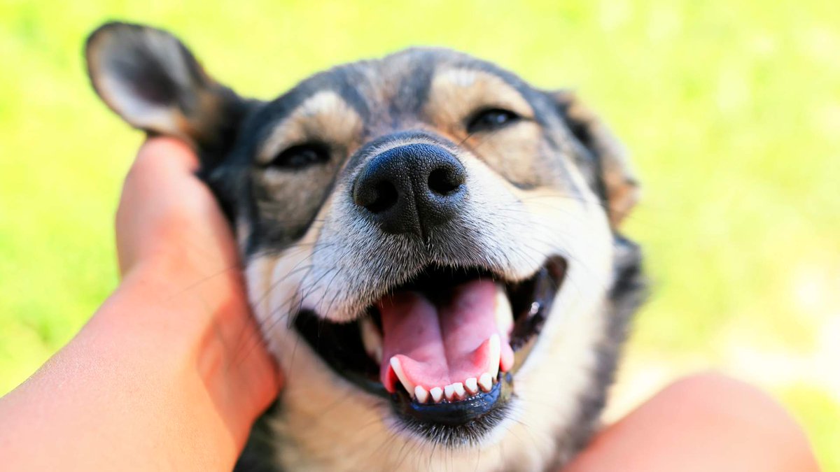 Documentos RNE tweet media