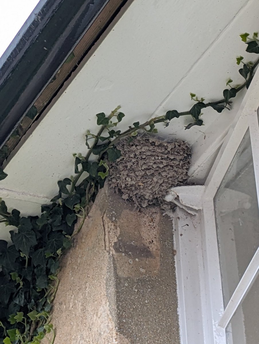 Lewes Swifts tweet media